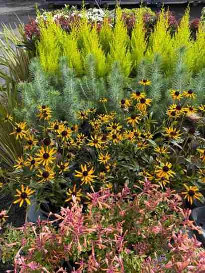 Flowering seasonal plants in the garden centre